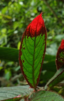 Columnea albovinosa, dark red edged big leaf with bright red transluscent top, Mashpi FR, Pichincha, Ecuador