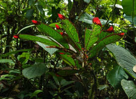 Columnea albovinosa, dark red edged big leaves with bright red transluscent tip on plagiotropic anisophyllous stems, Mashpi FR, Pichincha, Ecuador