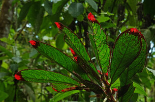 Columnea albovinosa, dark red edged big leaves with bright red transluscent tip on the plagiotropic anisophyllous stems, Mashpi FR, Pichincha, Ecuador
