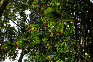 Columnea albovinosa leaves transparency through a sunfleck, Mashpi FR, Pichincha, Ecuador