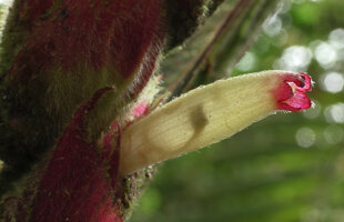 Columnea albovinosa, stamens included in the translucent corolla tube, Mashpi FR, Pichincha, Ecuador