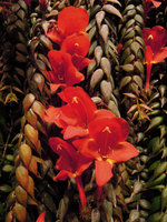 Columnea arguta, flower close-up, Sofitel Palm Jumeirah, Dubai