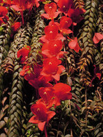 Columnea arguta on the Vertical Garden, flower close-up, Sofitel Palm Jumeirah, Dubai