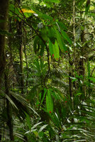 Columnea cf. florida as a low branched epiphyte in habitat, Utria NP, Nuqui, Choco, Colombia