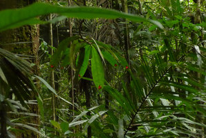 Columnea cf. florida as a low epiphyte in habitat, Utria NP, Nuqui, Choco, Colombia