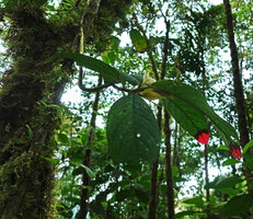 Columnea cf. angulata as a low epiphyte in mossy forest, Mashpi FR, Pichincha, Ecuador