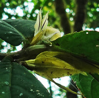 Columnea cf. angulata, bracts and calyx lobes, Mashpi FR, Pichincha, Ecuador