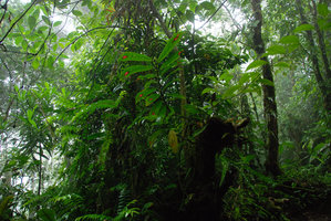 Columnea consanguinea in habitat, Tenorio, Costa Rica