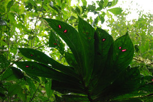 Columnea consanguinea,Tenorio, Costa Rica