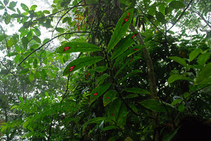 Columnea consanguinea, transparency, Tenorio, Costa Rica