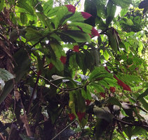 Columnea ericae, as an epiphyte with bright red leaf tips, Calanoa, Leticia, Colombia