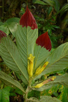 Columnea ericae with bright red leaf tips and pale yellow flowers, Calanoa, Leticia, Colombia