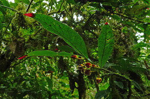 Columnea floribunda as a low epiphyte in cloud forest, Mashpi FR, Pichincha, Ecuador