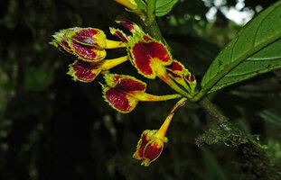 Columnea floribunda, dentate heart shaped yellow and dark red calyx lobes, Mashpi FR, Pichincha, Ecuador.
