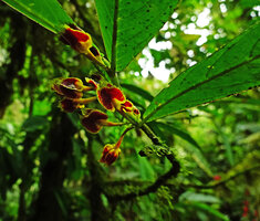 Columnea floribunda, flowering strongly anisophyllous plagiotropic stem, Mashpi FR, Pichincha, Ecuador.