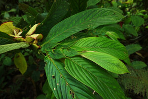 Columnea medicinalis, big leaves, small leaves, bracts and calyx lobes, Mashpi FR, Pichincha, Ecuador