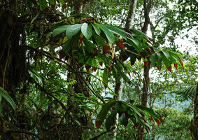 Columnea medicinalis epiphytic in cloud forest, Mashpi FR, Pichincha, Ecuador