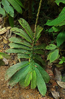 Columnea medicinalis, leafy dorsiventral stem hanging just above the ground, Mashpi FR, Pichincha, Ecuador