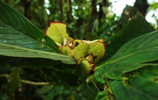 Columnea medicinalis, parts of big leaves, one small leaf with characteristic very asymmetric base, bracts protecting the developping fruits, Mashpi FR, Pichincha, Ecuador