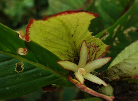 Columnea medicinalis, persisting calyx lobes after shedding of the corolla, Mashpi FR, Pichincha, Ecuador
