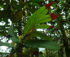 Columnea medicinalis, red tipped big leaves and bracts, Mashpi FR, Pichincha, Ecuador