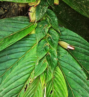 Columnea medicinalis, succession of the small aymmetric leaves covering the upper side of the anisophyllous dorsiventral stem, Mashpi FR, Pichincha, Ecuador