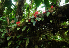 Columnea minor as a creeping epiphyte, Mashpi FR, Pichincha, Ecuador