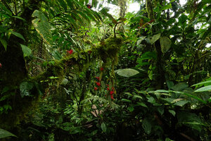 Columnea minor as a low epiphyte in cloud forest understory, Mashpi FR, Pichincha, Ecuador