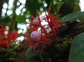Columnea minor, baccate fruits, Mashpi FR, Pichincha, Ecuador
