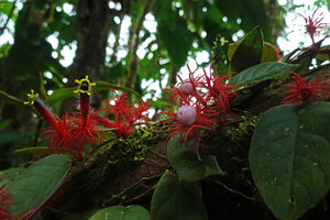 Columnea minor, flowers and baccate fruits, Mashpi FR, Pichincha, Ecuador