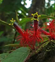 Columnea minor, flowers, Mashpi FR, Pichincha, Ecuador