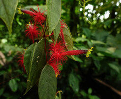 Columnea minor, hairy leaves, calyx and corolla tube, Mashpi FR, Pichincha, Ecuador