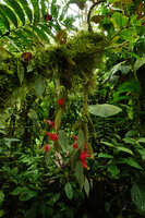 Columnea minor, hanging epiphyte in cloud forest, Mashpi FR, Pichincha, Ecuador