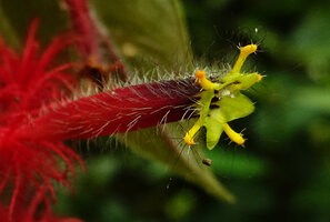 Columnea minor, oblique view of the hairy corolla mouth, Mashpi FR, Pichincha, Ecuador