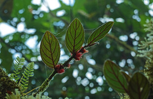 Columnea parviflora epiphytic on mossy trunk in cloud forest, Mashpi FR, Pichincha, Ecuador