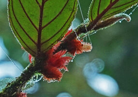 Columnea parviflora, fimbriata red calyx and hairy corolla tube, Mashpi FR, Pichincha, Ecuador