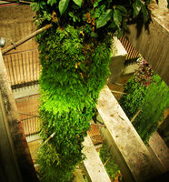 Columns covered by plants in a Car Parking Eiffage, Ternes, a project by Patrick Blanc with Edouard François, Paris, 2005