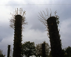 Columns in winter at the Festival des Deux Rives, Strasbourg