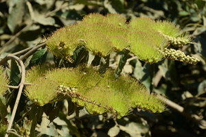 Combretum lanceolatum inflorescences, Pantanal, Cuiaba, Brazil