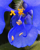 Commelina sp., male organs, three bright yellow cross shaped sterile staminodes, one central fertile stamen and two lateral fertile stamens with long blue curved filament, close to the stigma, Morogoro, Tanzania