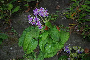 Conandron ramondioides and Tricytis sp. on vertical rock surface, Hakone, Japan