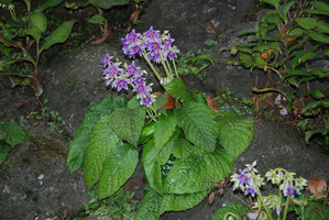 Conandron ramondioides et Tricyrtis, Hakone