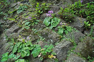 Conandron ramondioides population flowering on a man made stone wall, Hakone, Japan