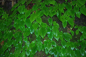 Conandron ramondioides population on a man made stone wall, most individuals reduced to a single leaf, Hakone, Japan