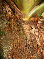 Conic establishment growth of a saxicolous Bromeliaceae with adventitious roots adhering to the rock, Sierra dos Orgaos, Brazil
