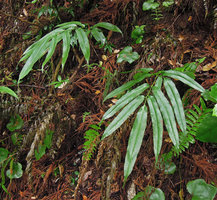Conigramme japonica, Yamaguchi, Japan