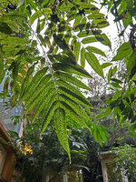 Coniogramme emeiensis on the patio vertical garden in Patrick Blanc home