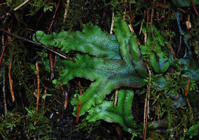 Conocephalum conicum, Olympic NP, Washington USA