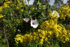 Convolvulus kilimandschari and Senecio microcephalus, Bale NP, 2300 m asl, Ethiopia