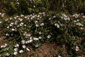 Convolvulus kilimandschari, flowering stems creeping on the soil, Simien NP, Ethiopia